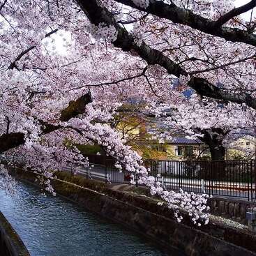 Cherry blossom trees in full bloom arch gracefully over a tranquil canal, with charming houses and a quiet sidewalk creating a peaceful springtime scene.