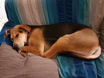 A medium-sized brown and black dog is curled up and sleeping peacefully on a blue-striped couch, resting its head on a soft gray pillow. Cozy scene.