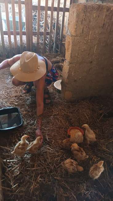 A person wearing a straw hat and colorful clothes feeds several young chickens inside a rustic, straw-covered barn with wooden fencing, creating a peaceful rural scene.