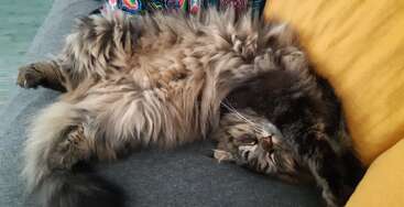 Das Bild zeigt eine langhaarige Katze, die auf dem Rücken liegt und ihren Kopf auf einer dunkelgrauen Fläche ruht, die Ruhe und Entspannung ausstrahlt.
