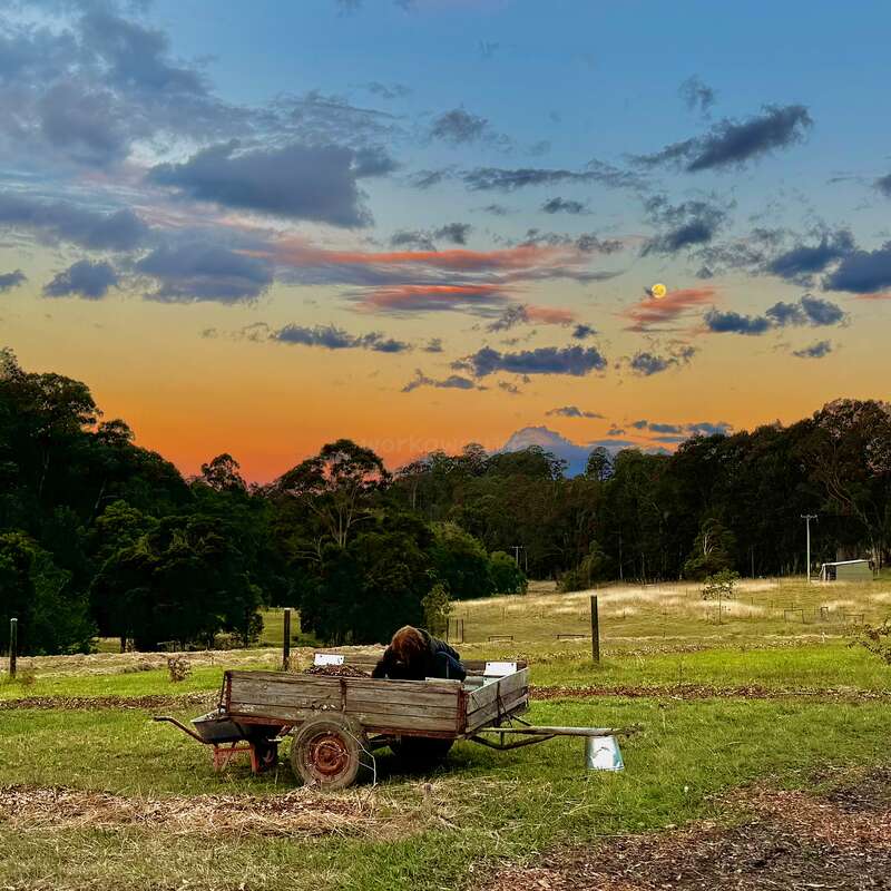 A rustic farm scene at sunset shows a person working in an old wooden cart. Vibrant sky, scattered clouds, moon, and trees create a peaceful atmosphere.