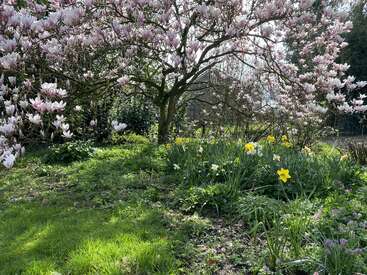 Uma bela cena de jardim primaveril com uma magnólia em flor com flores cor-de-rosa, narcisos amarelos, grama verde exuberante e a luz do sol passando pelos galhos.