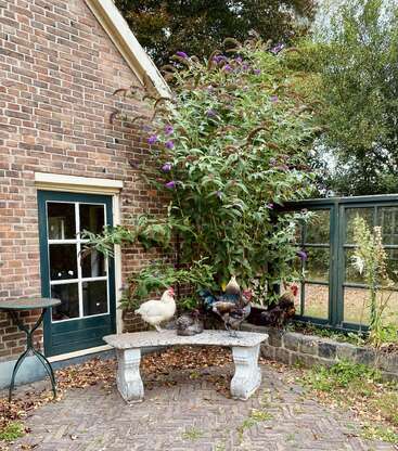 Esta imagem mostra galinhas e um galo em pé em um banco de pedra ao lado de uma casa de tijolos, cercados por uma vegetação exuberante e arbustos com flores roxas em um jardim.