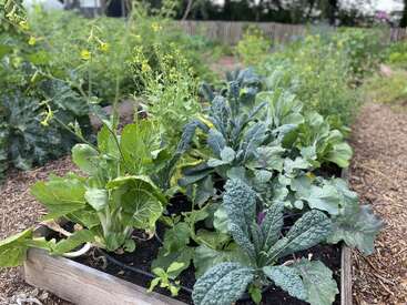 Um canteiro elevado cheio de vegetais verdes e exuberantes, como couve e bok choy, cercado por caminhos de cobertura vegetal em uma vibrante horta comunitária.