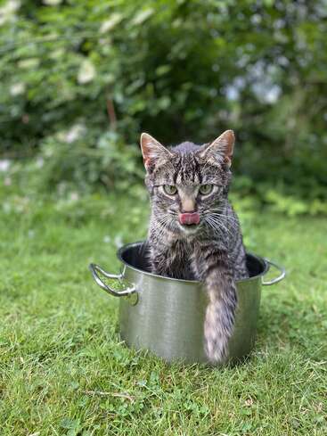 Un gato atigrado gris está sentado dentro de una maceta de metal sobre hierba verde, lamiéndose los labios con la lengua fuera, rodeado por un fondo de jardín borroso.