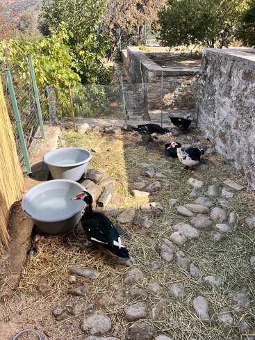 Cuatro patos están de pie sobre un suelo cubierto de piedras junto a dos pilas de agua. Están en una zona exterior vallada junto a muros de piedra y vegetación. Ambiente tranquilo y rural.