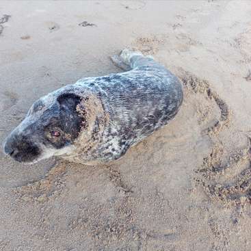 The image depicts a seal lying on a sandy beach, its body covered in sand, with a distinctive black and white coat pattern, and a small head and tail visible.