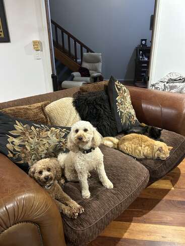 Dos perros mullidos y dos gatos se relajan juntos en un sofá marrón con cojines decorativos. El acogedor salón presenta suelos de madera y escaleras al fondo.
