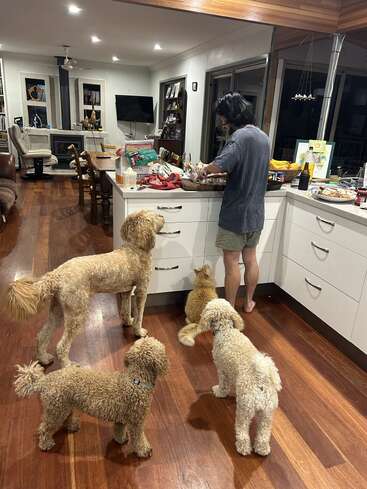 Una persona prepara comida en una acogedora cocina mientras tres perros y un gato observan con impaciencia, esperando que les den golosinas. La habitación está cálidamente iluminada y es acogedora.