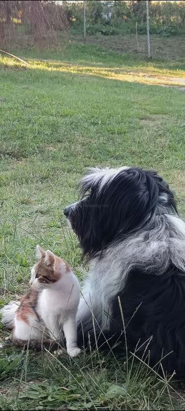 Um cachorro preto e branco fofo e um gatinho pequeno sentam-se pacificamente juntos na grama verde, ambos olhando pensativamente para a esquerda, desfrutando de um momento calmo ao ar livre.
