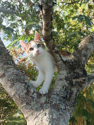 Um gatinho curioso com pelo branco e laranja sobe em uma árvore, cercado por folhas verdes e luz do sol, olhando para baixo com olhos arregalados e curiosos e energia brincalhona.