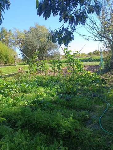 Um jardim exuberante com vários vegetais e plantas verdes prospera sob a luz do sol. As árvores cercam o terreno. Uma mangueira está na grama, sugerindo que você está regando.