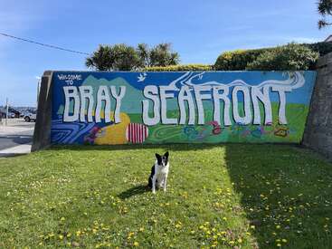 A black and white dog sits on green grass under a blue sky. Behind it, a colorful mural says "Welcome to Bray Seafront" with artistic designs.