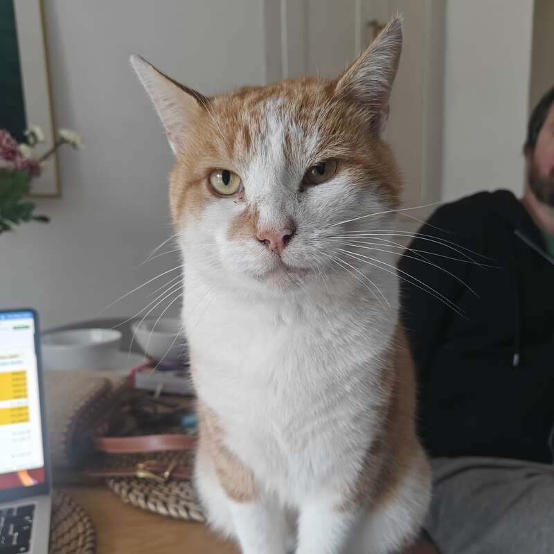 A ginger and white cat sits calmly on a table, with a serious expression. A person and a laptop are visible in the background, indoors.