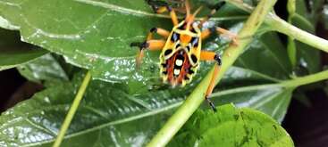 A brightly colored insect with yellow, orange, and black patterns crawls on vibrant green leaves. The insect's legs are orange, and its back has striking markings.