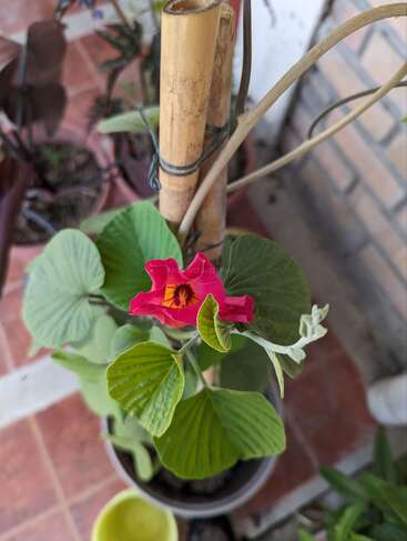 Eine Topfpflanze mit breiten grünen Blättern und einer leuchtend roten Blüte blüht neben Bambusstäben, die mit Bändern auf einer gefliesten Außenterrasse gehalten werden.