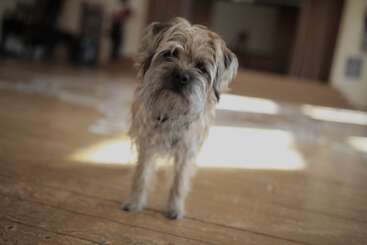 Un petit chien brun au pelage hirsute se tient debout sur un parquet, dans une pièce baignée d'une lumière chaleureuse, et regarde la caméra avec curiosité de ses yeux sombres et doux.