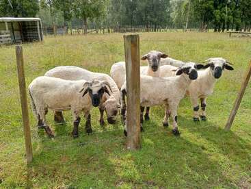 Sechs Schafe mit weißer Wolle und schwarzen Gesichtern stehen hinter einem Drahtzaun auf grünem Gras. Im Hintergrund sieht man Bäume und einen Schuppen.