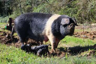 Ein großes schwarzes Schwein mit einem weißen Streifen steht auf einer grasbewachsenen, schlammigen Fläche, während mehrere kleine Ferkel in der Nähe im hellen Tageslicht spielen und ihre Umgebung erkunden.