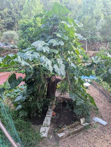 Une personne se tient sous une structure végétale luxuriante et feuillue, composée de plantes grimpantes et de tuteurs en bois. Une végétation luxuriante entoure un petit jardin clôturé en plein air.
