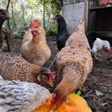 Plusieurs poules de différentes couleurs picorent et mangent une grosse courge jaune ou une citrouille posée par terre, près d'un poulailler, dans un jardin.
