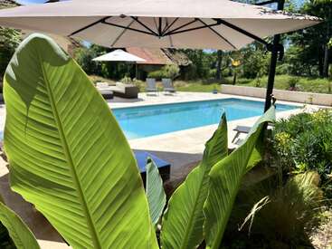 Large tropical leaves in the foreground, with a swimming pool, sun loungers, umbrellas, and lush greenery creating a relaxing, sunny outdoor oasis scene.