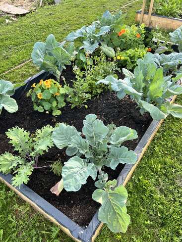 A vibrant raised garden bed with leafy greens, kale, broccoli, and nasturtium flowers. The soil looks healthy, surrounded by lush green grass outdoors.