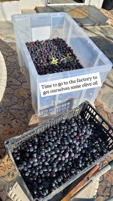 Deux grands conteneurs remplis d'olives fraîchement cueillies sont posés à l'extérieur, sur un patio. Une légende indique : "Il est temps d'aller à l'usine pour nous procurer de l'huile d'olive".