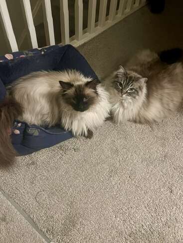 Deux chats au pelage long se détendent ensemble sur un sol moquetté, à côté d'un lit bleu pour animaux de compagnie, près d'une balustrade blanche. Ils ont l'air satisfaits.