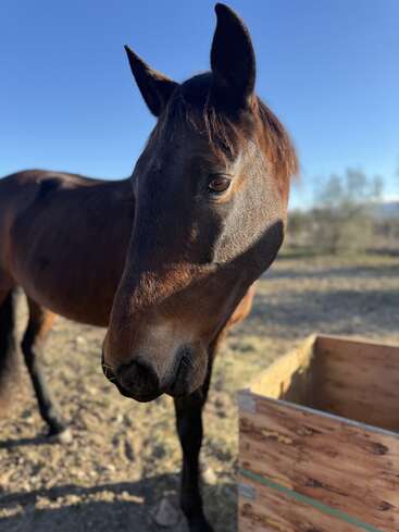 Un cheval brun se tient en plein air sur de la terre, le visage proche de l'appareil photo. Une caisse en bois se trouve à proximité. Ciel bleu clair et verdure clairsemée en arrière-plan.