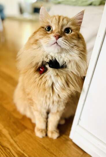 Eine flauschige orangefarbene Katze mit großen, neugierigen Augen sitzt auf einem Holzboden neben einer weißen Wand und trägt ein Halsband mit einem herzförmigen Anhänger.