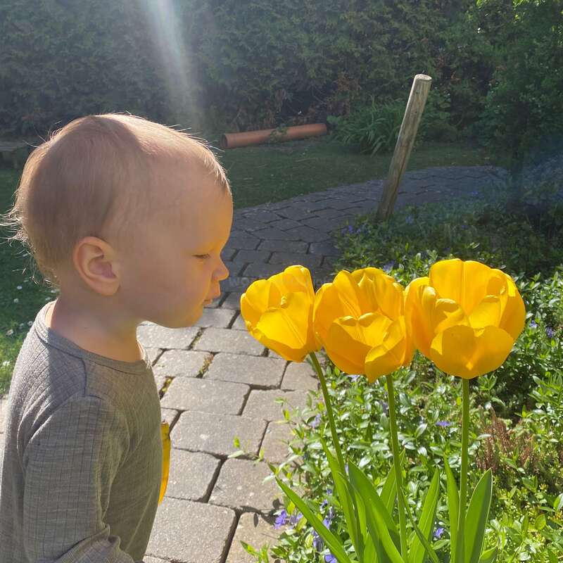 Un niño pequeño está de pie en un sendero de piedra, en un jardín bañado por el sol, oliendo con atención unos tulipanes de un amarillo intenso, rodeado de una exuberante vegetación y de la tranquila belleza de la naturaleza.