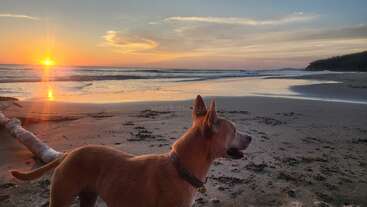 Um cachorro está em uma praia de areia durante um belo pôr do sol, com ondas suaves e um céu colorido refletindo tons de laranja e rosa sobre o oceano.