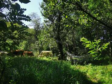 La lumière du soleil filtre à travers les arbres verdoyants et inonde une clairière. Plusieurs vaches paissent paisiblement à proximité, tandis qu'un hamac est suspendu, invitant à la détente, entre deux arbres robustes.