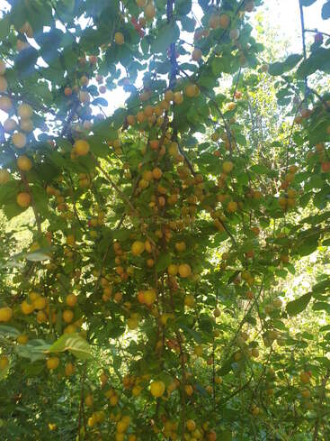 A luz do sol brilha através dos galhos de uma árvore repleta de pequenos frutos amarelo-alaranjados entre folhas verdes densas, criando uma cena exuberante, abundante e vibrante.