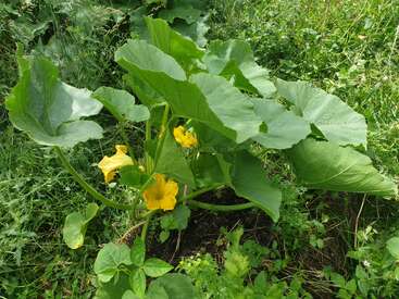 Uma planta de abóbora cresce num jardim, com grandes folhas verdes e várias flores amarelas brilhantes. Ervas daninhas e outras plantas cercam a trepadeira de abóbora, que está a crescer bem.