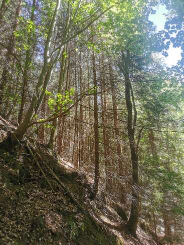 A luz do sol penetra por entre árvores altas e densas numa cena tranquila da floresta. As folhas verdes brilhantes contrastam com a vegetação rasteira sombreada, criando uma atmosfera tranquila e natural de bosque numa encosta.