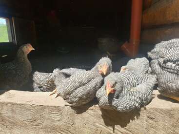 Várias galinhas com listras pretas e brancas aproveitam o sol na entrada de um galinheiro de madeira, com uma galinha um pouco afastada, na área sombreada ao fundo.