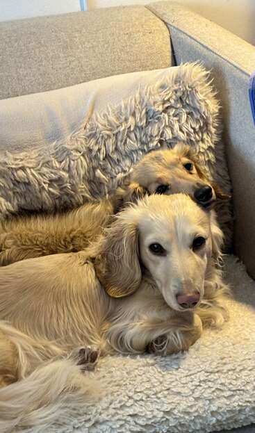 Deux adorables teckels à poil clair sont blottis l'un contre l'autre sur une couverture douillette et moelleuse posée sur un canapé ; tous deux ont l'air heureux et détendus, profitant de la chaleur de la compagnie de l'autre.
