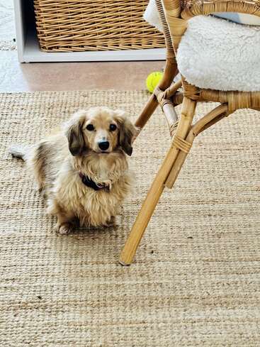 Un petit chien brun au pelage duveteux, aux longues oreilles, est assis, l'air attentif, sur un tapis tissé, à côté d'une chaise en osier et d'une balle de tennis jaune. Une scène chaleureuse.