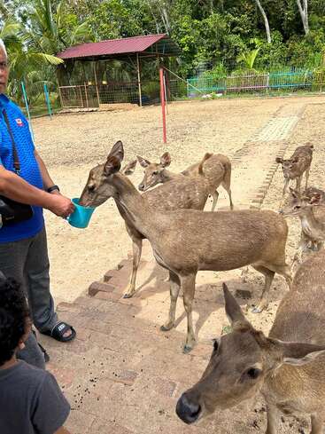 A man in a blue shirt feeds a group of deer from a blue container. A child observes. The setting appears to be an outdoor animal enclosure.