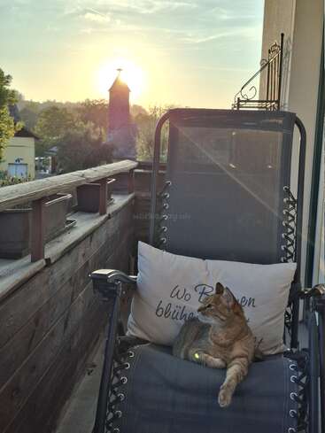 Eine getigerte Katze liegt auf einem Liegestuhl mit Kissen und genießt einen friedlichen Sonnenaufgang auf einem Balkon, umgeben von Grün und einem bezaubernden Dorfblick.