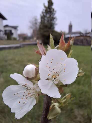 Eine Nahaufnahme zarter weißer Blüten an einem Zweig, im Hintergrund verschwommenes grünes Gras, ein Baum und Gebäude unter einem bewölkten Himmel. Frühlingsschönheit.