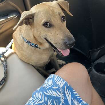 Un chien brun heureux est assis sur la banquette arrière d'une voiture, portant un collier à motifs bleus. Une personne vêtue d'un short bleu à feuilles est assise à proximité.