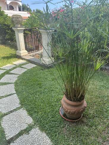 Une grande plante en pot est posée sur de l'herbe verte à côté d'un chemin en pierre, près d'un portail décoratif et de colonnes, avec des buissons luxuriants et une maison à l'arrière-plan.
