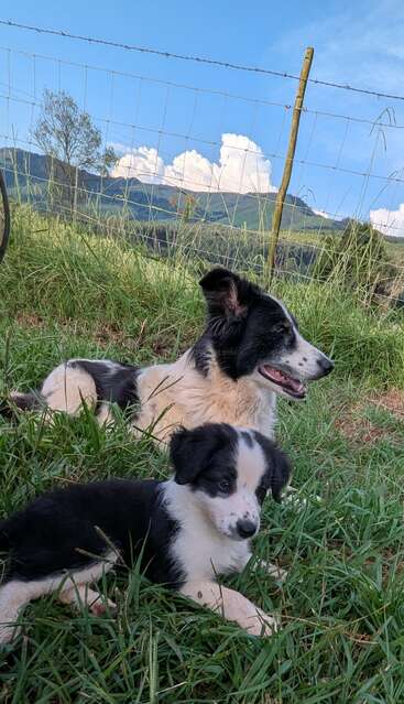 A black and white adult dog and a puppy lie in green grass by a wire fence, with hills, trees, blue sky, and fluffy clouds in the background.