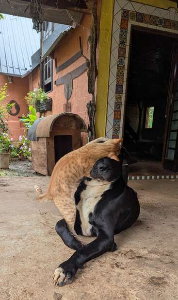 A black dog sits calmly while a ginger cat playfully stretches across its face, partially covering its eyes, in a cozy rustic outdoor setting.