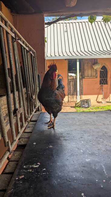 A rooster stands confidently on a weathered surface inside a rustic farm building, with sunlight streaming in and a farmhouse visible in the background.