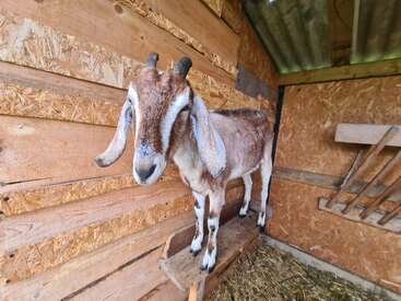 A brown and white goat with long floppy ears stands on a wooden ledge inside a wooden shed, surrounded by straw and wooden walls, looking curious.