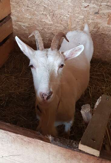 A white goat with curved horns stands in a wooden stall on hay. The goat looks directly at the camera, appearing curious and friendly in its cozy environment.
